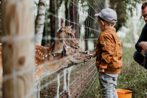 Animal Enclosures-Industry-Gemini Wiremesh